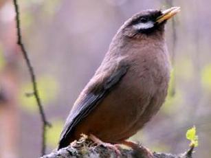 黑额山噪鹛图片