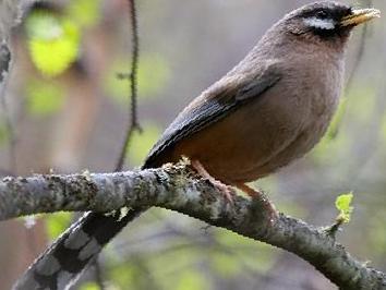 黑额山噪鹛图片