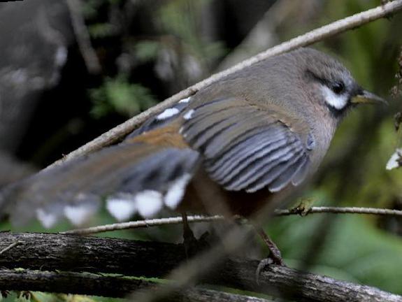 黑额山噪鹛图片