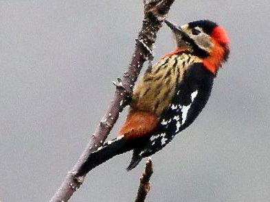 赤胸啄木鸟图片