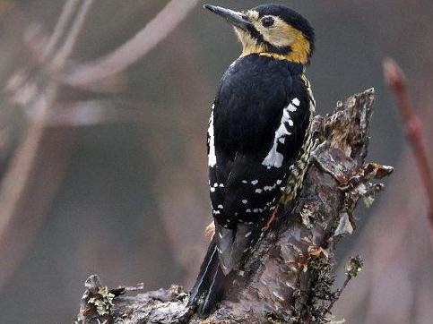 黄颈啄木鸟图片