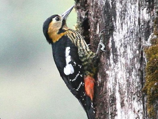 黄颈啄木鸟图片
