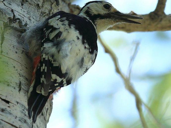 白背啄木鸟图片