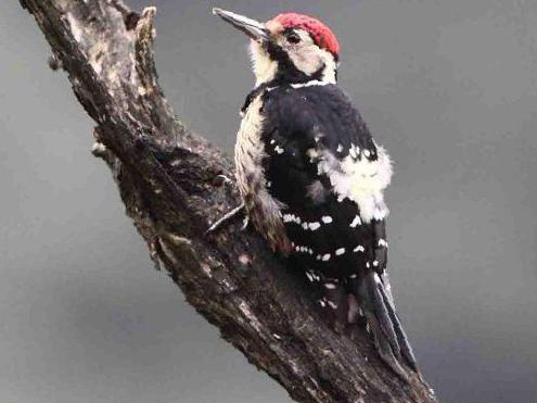 白背啄木鸟图片