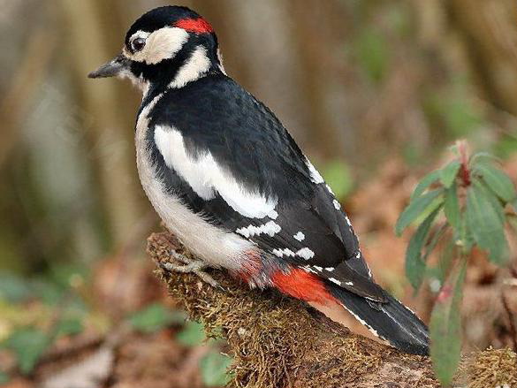 大斑啄木鸟图片
