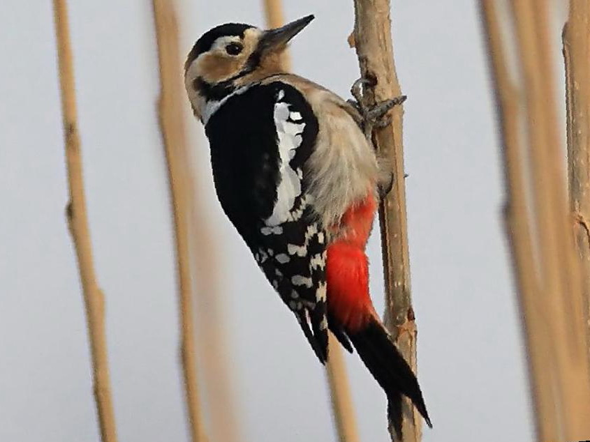 大斑啄木鸟图片