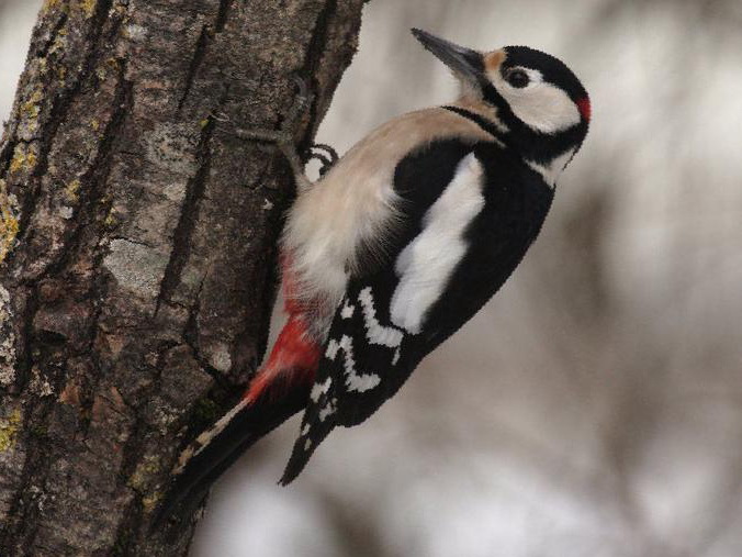 大斑啄木鸟图片