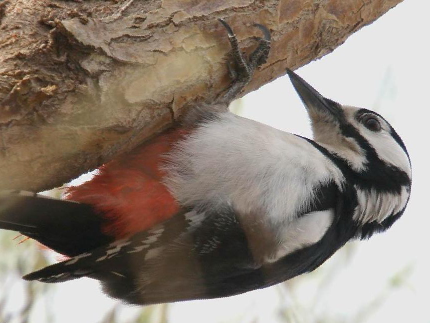 白翅啄木鸟图片