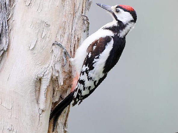白翅啄木鸟图片