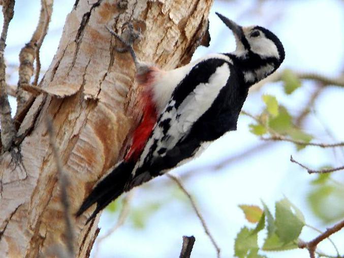 白翅啄木鸟图片
