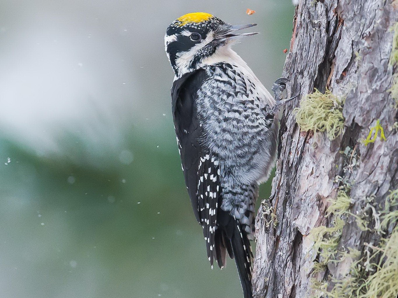 三趾啄木鸟图片