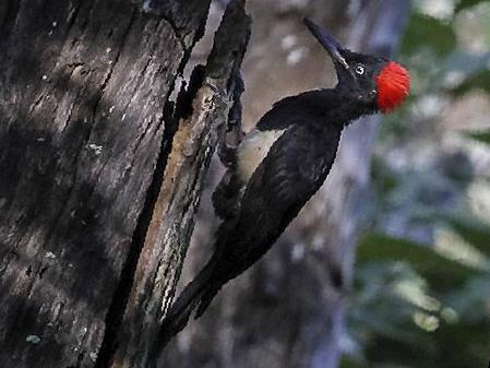 白腹黑啄木鸟图片