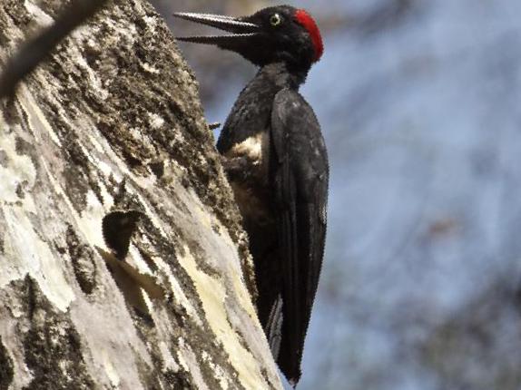白腹黑啄木鸟图片