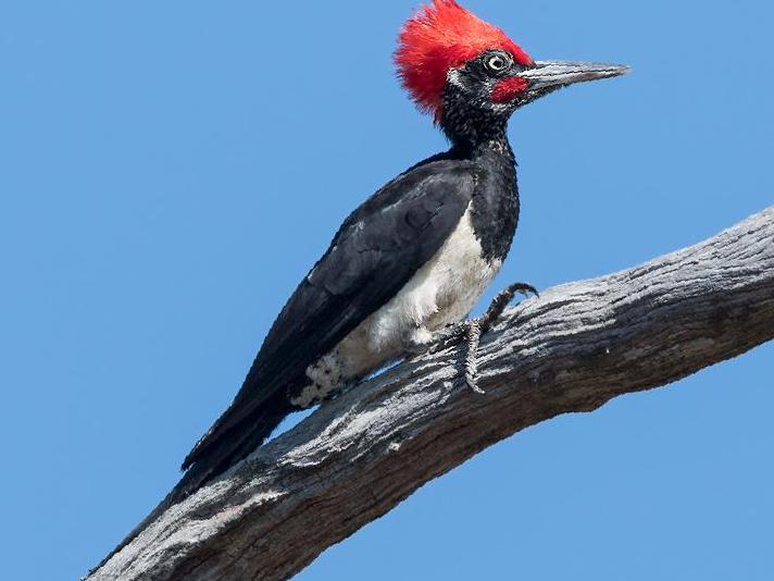 白腹黑啄木鸟图片
