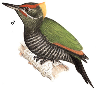 黄冠啄木鸟图片