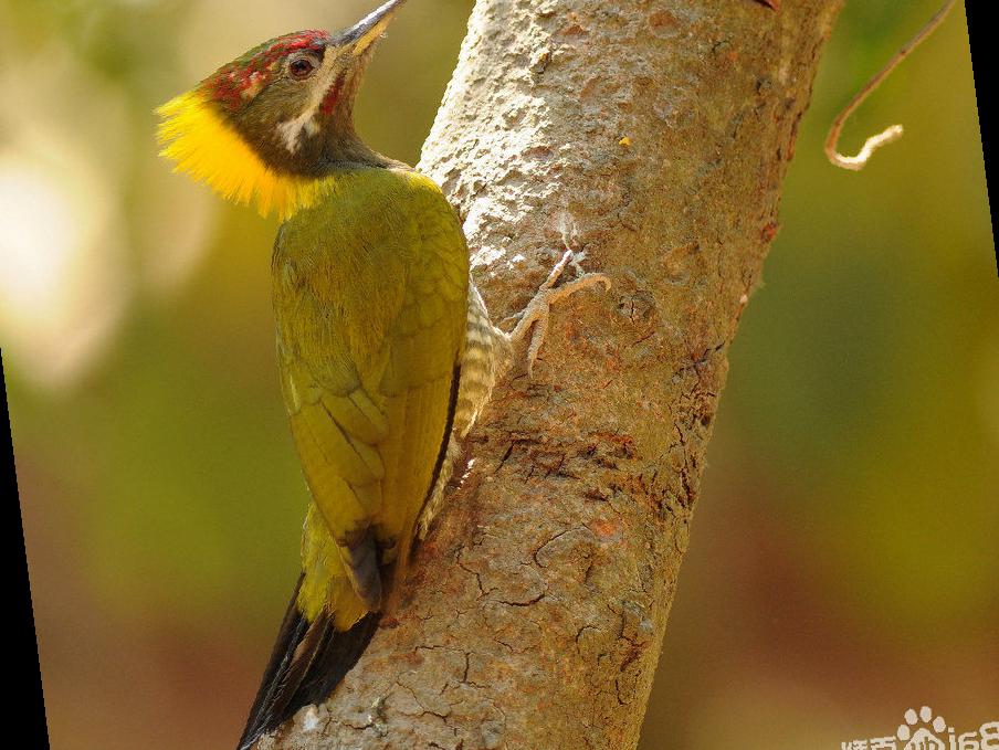 黄冠啄木鸟图片