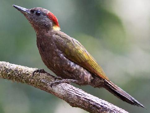黄冠啄木鸟图片