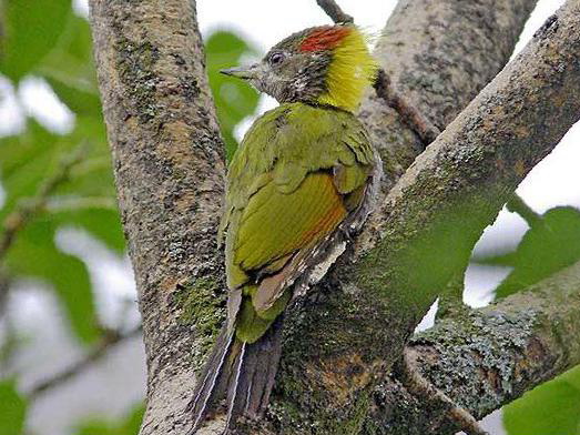 黄冠啄木鸟图片