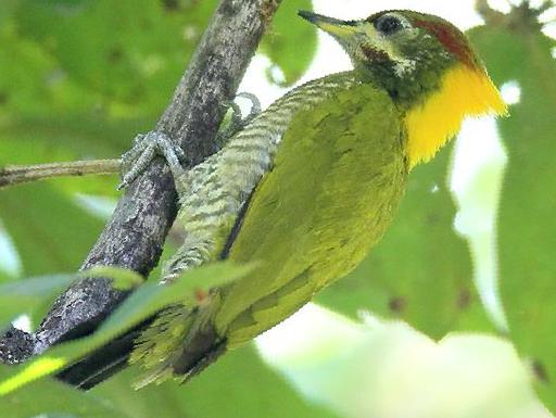 黄冠啄木鸟图片