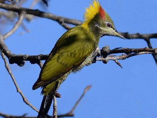 黄冠啄木鸟图片