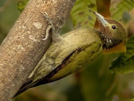 大黄冠啄木鸟图片