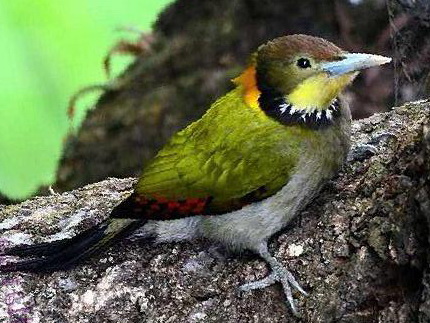 大黄冠啄木鸟图片