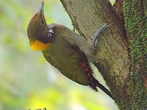 大黄冠啄木鸟图片