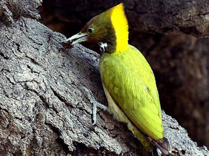 大黄冠啄木鸟图片