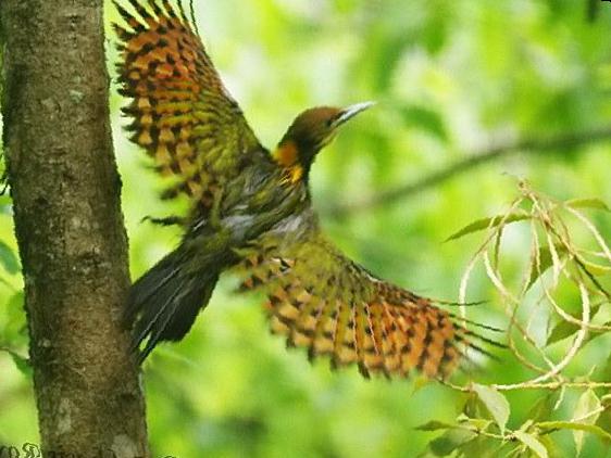 大黄冠啄木鸟图片