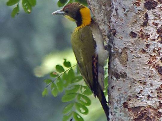大黄冠啄木鸟图片