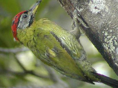 花腹绿啄木鸟图片