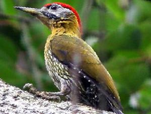 花腹绿啄木鸟图片