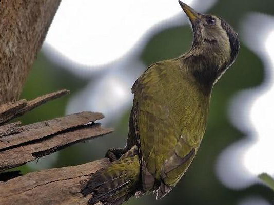 鳞喉绿啄木鸟图片