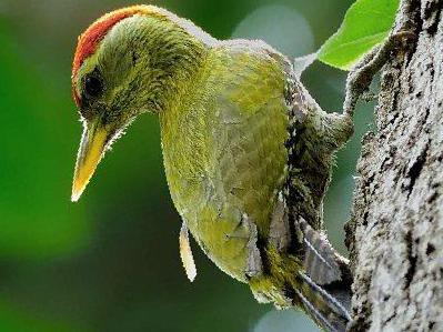 鳞喉绿啄木鸟图片