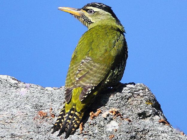 鳞腹绿啄木鸟图片