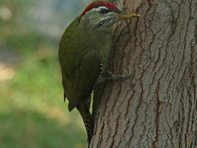 鳞腹绿啄木鸟图片