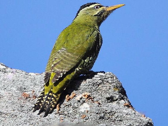 鳞腹绿啄木鸟图片
