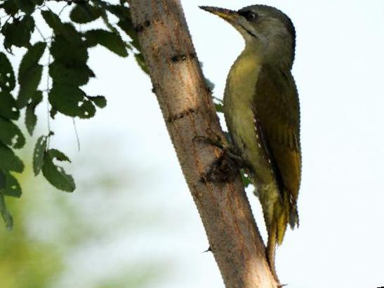 灰头绿啄木鸟图片