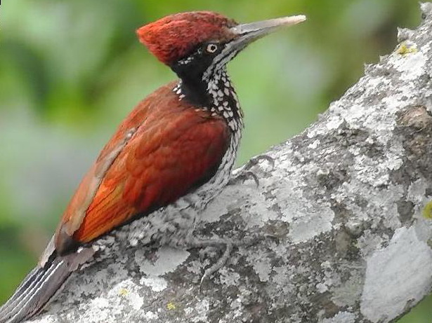 大金背啄木鸟图片
