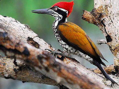 大金背啄木鸟图片