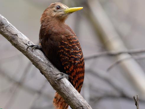 黄嘴栗啄木鸟图片