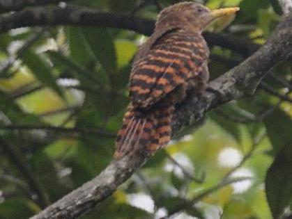 黄嘴栗啄木鸟图片