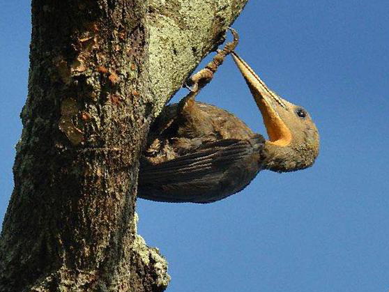 大灰啄木鸟图片