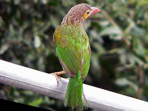 [斑头]绿拟啄木鸟图片