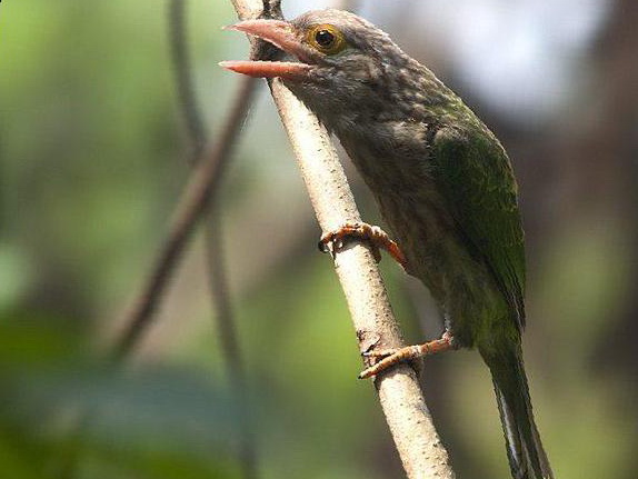 [斑头]绿拟啄木鸟图片
