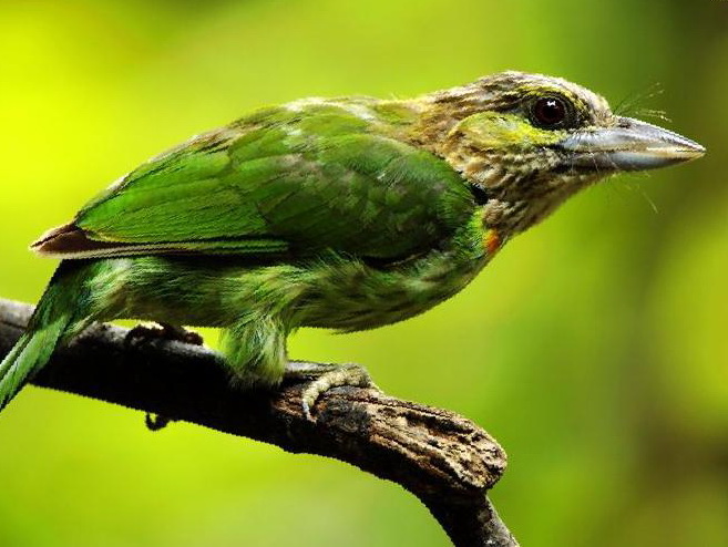 黄纹拟啄木鸟图片