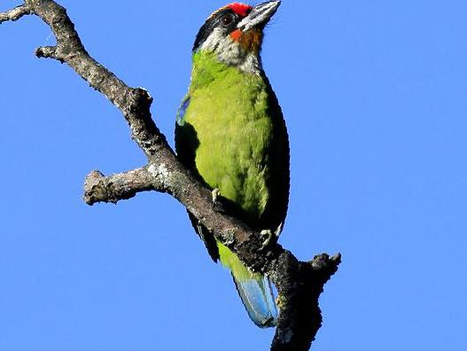 金喉拟啄木鸟图片