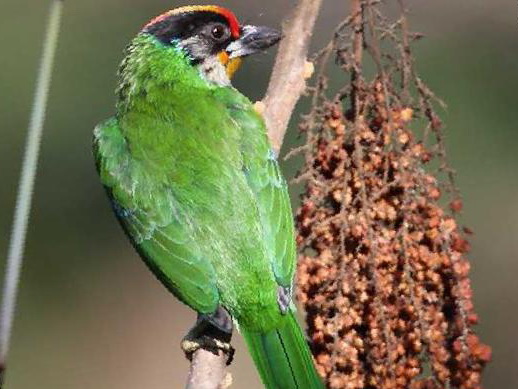 金喉拟啄木鸟图片