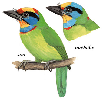 黑眉拟啄木鸟图片