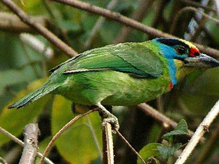 黑眉拟啄木鸟图片